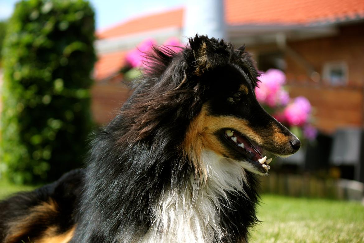 Shetland sheepdog Elverlamshuset's Uno billede 20