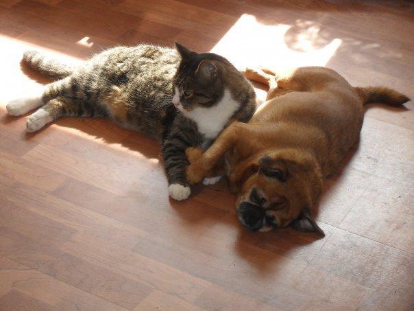 Griffon petit brabancon Junior billede 1