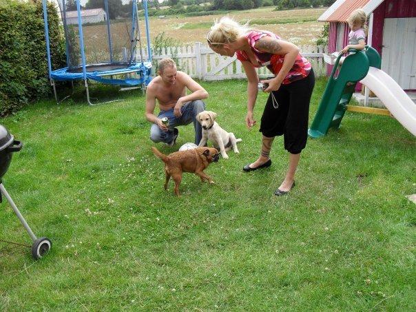 Griffon petit brabancon Junior billede 2