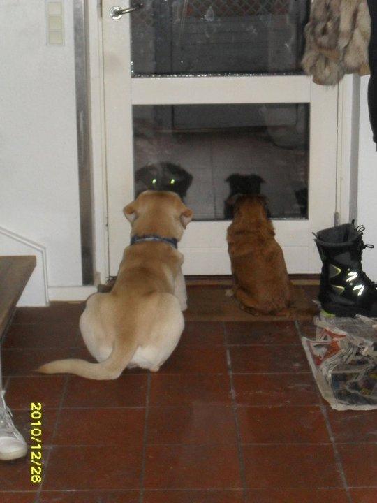 Griffon petit brabancon Junior billede 3