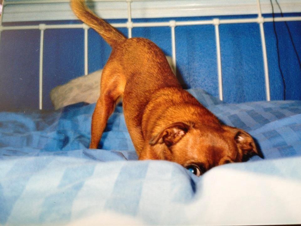 Griffon petit brabancon Junior billede 5