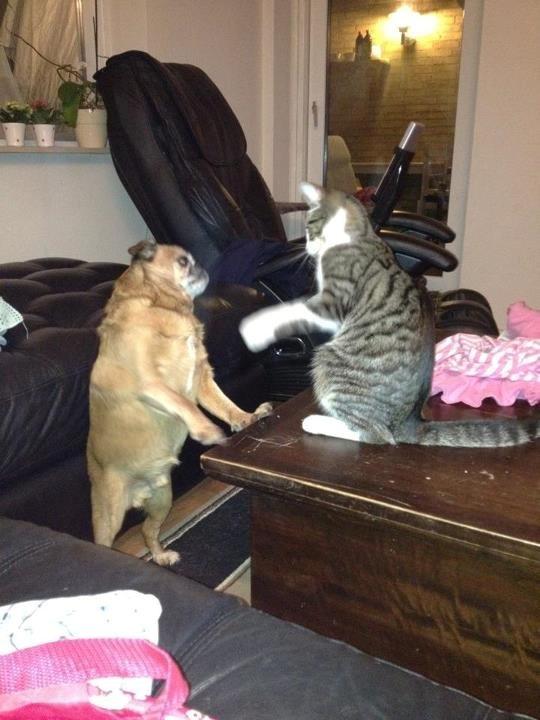 Griffon petit brabancon Junior billede 6