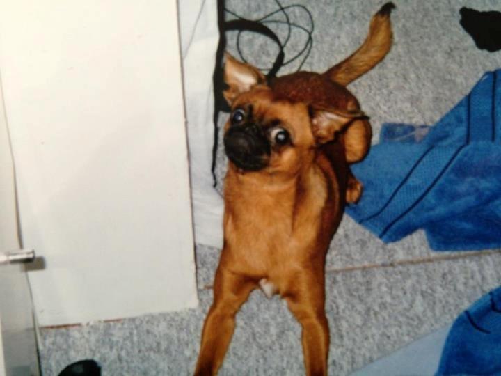 Griffon petit brabancon Junior billede 7