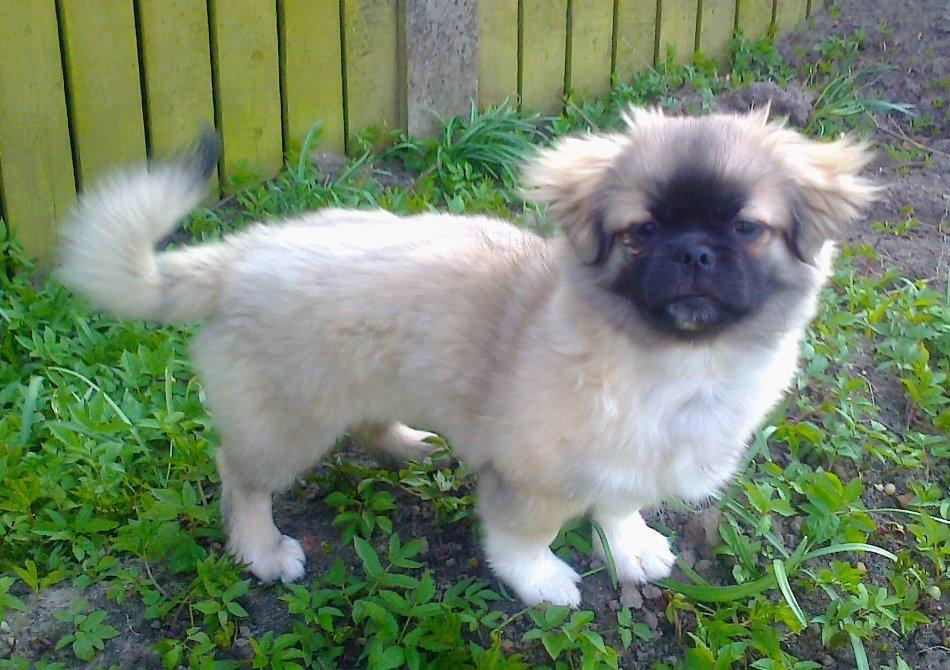 Tibetansk spaniel Our Passion Billie Jean billede 13