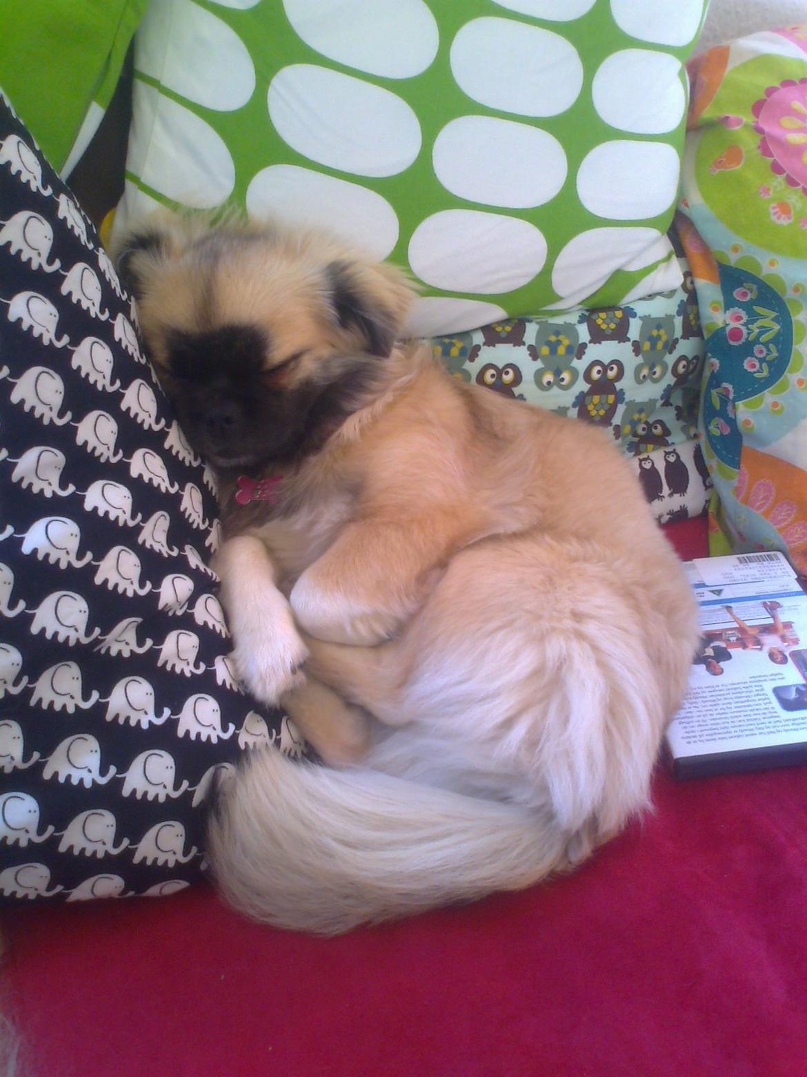 Tibetansk spaniel Our Passion Billie Jean billede 14