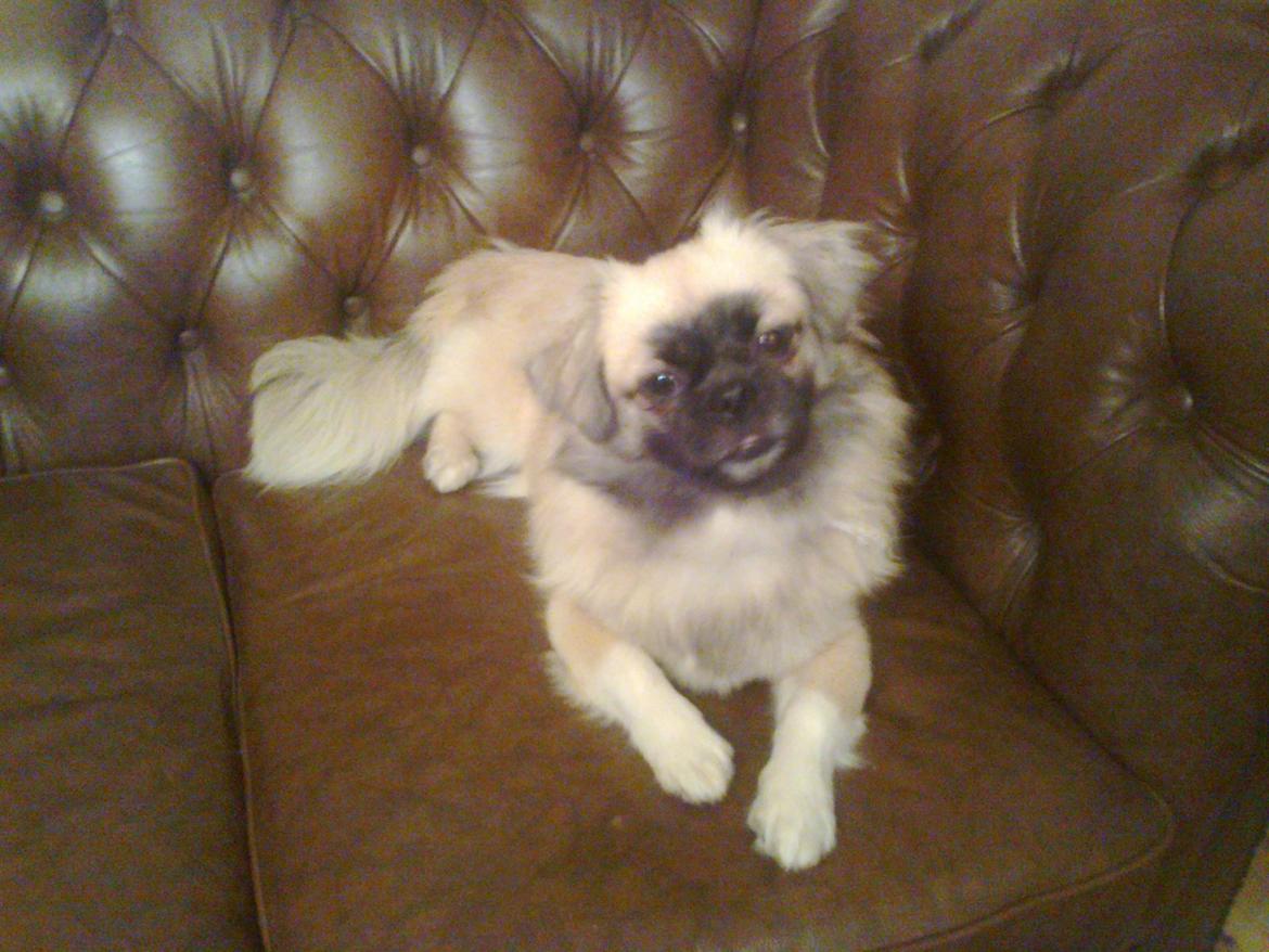 Tibetansk spaniel Our Passion Billie Jean billede 15