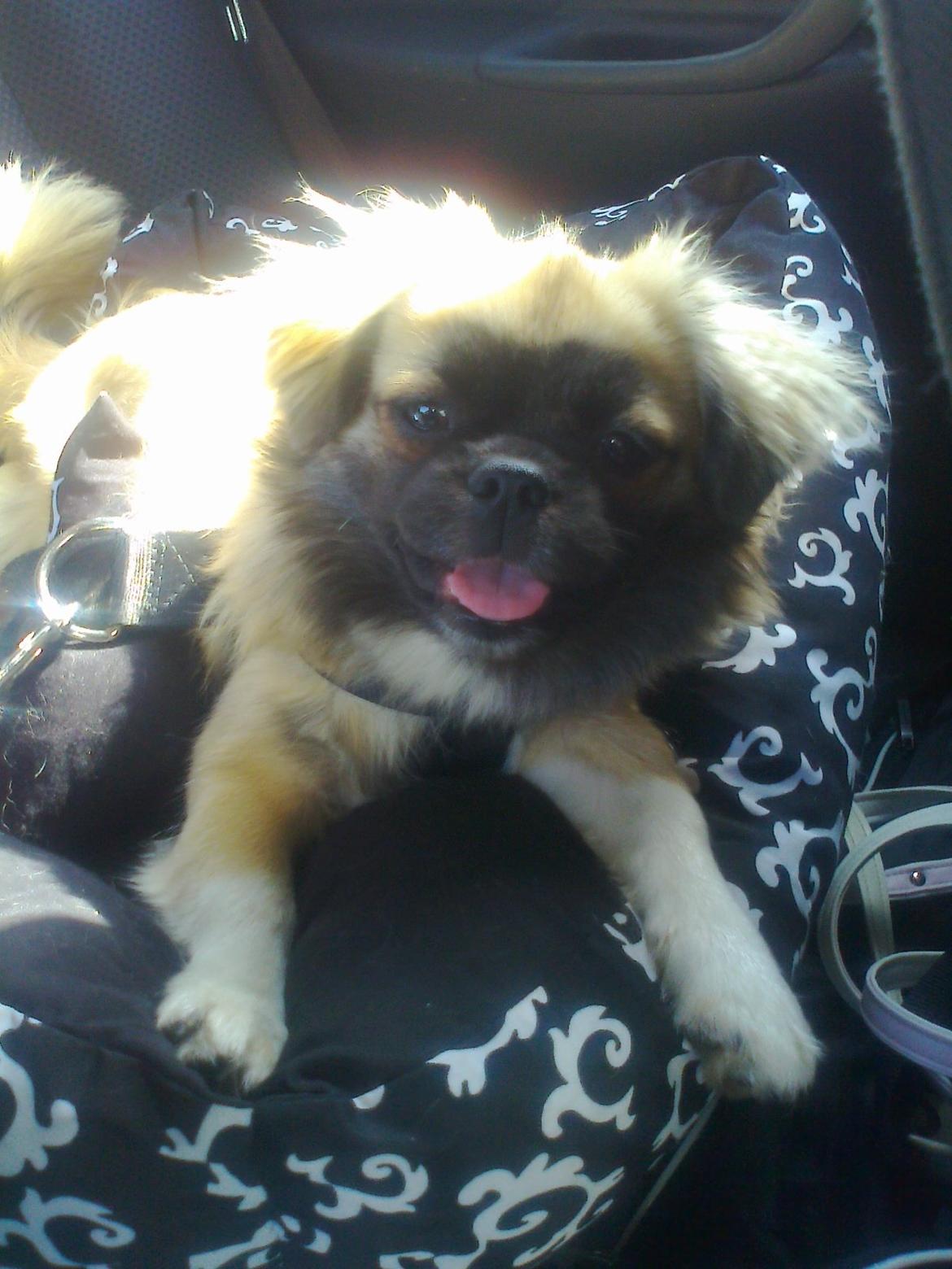 Tibetansk spaniel Our Passion Billie Jean billede 2