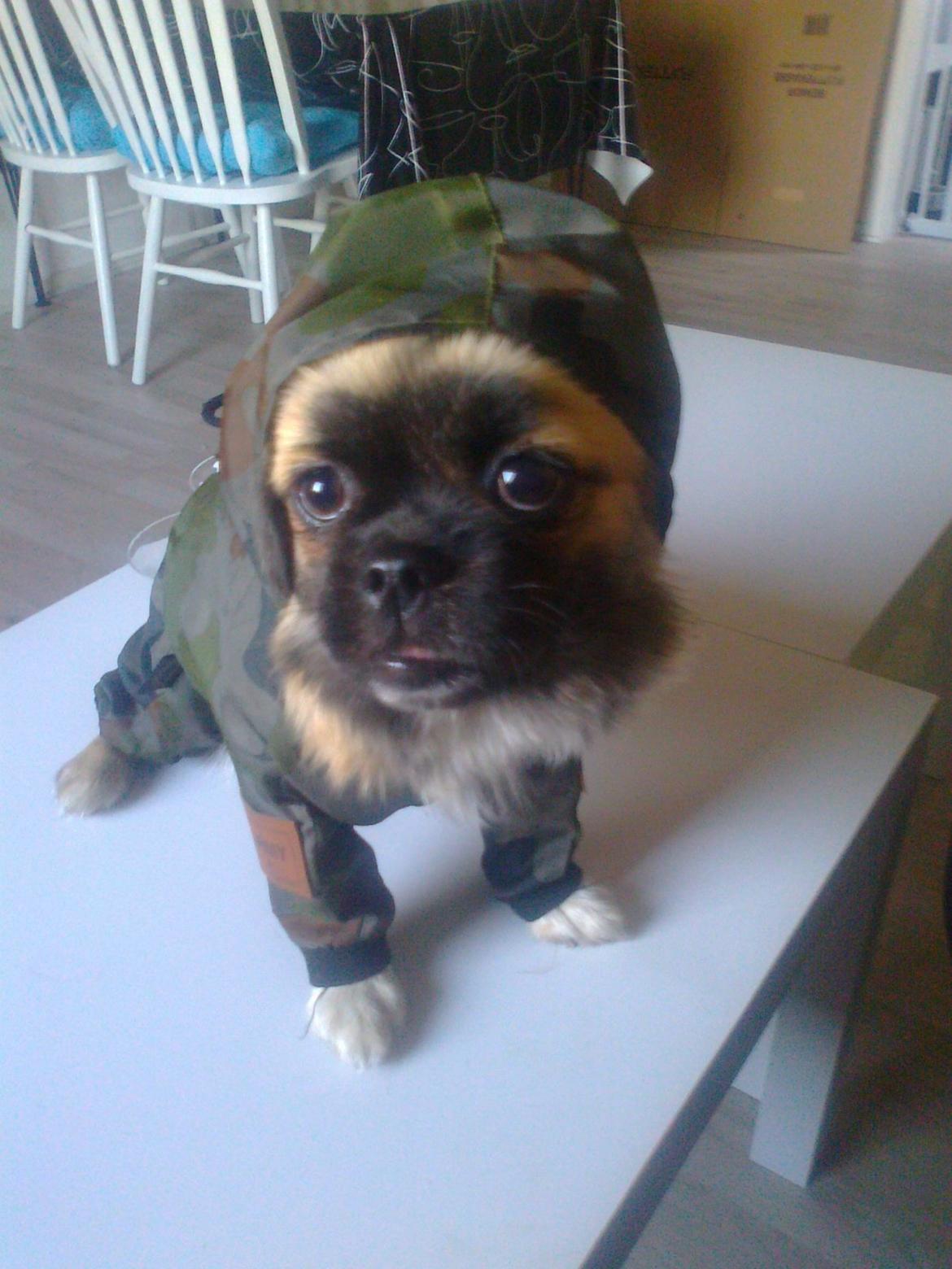 Tibetansk spaniel Our Passion Billie Jean - Jean i Lucka's regnjakke ;) billede 16