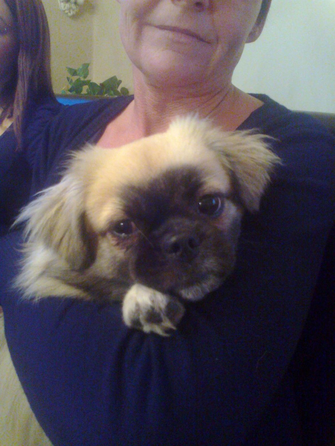 Tibetansk spaniel Our Passion Billie Jean billede 17