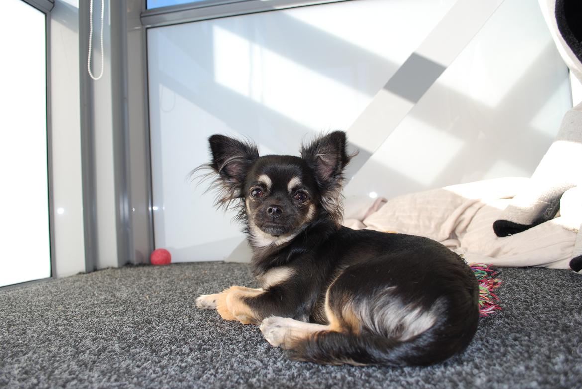 Chihuahua Aya billede 16