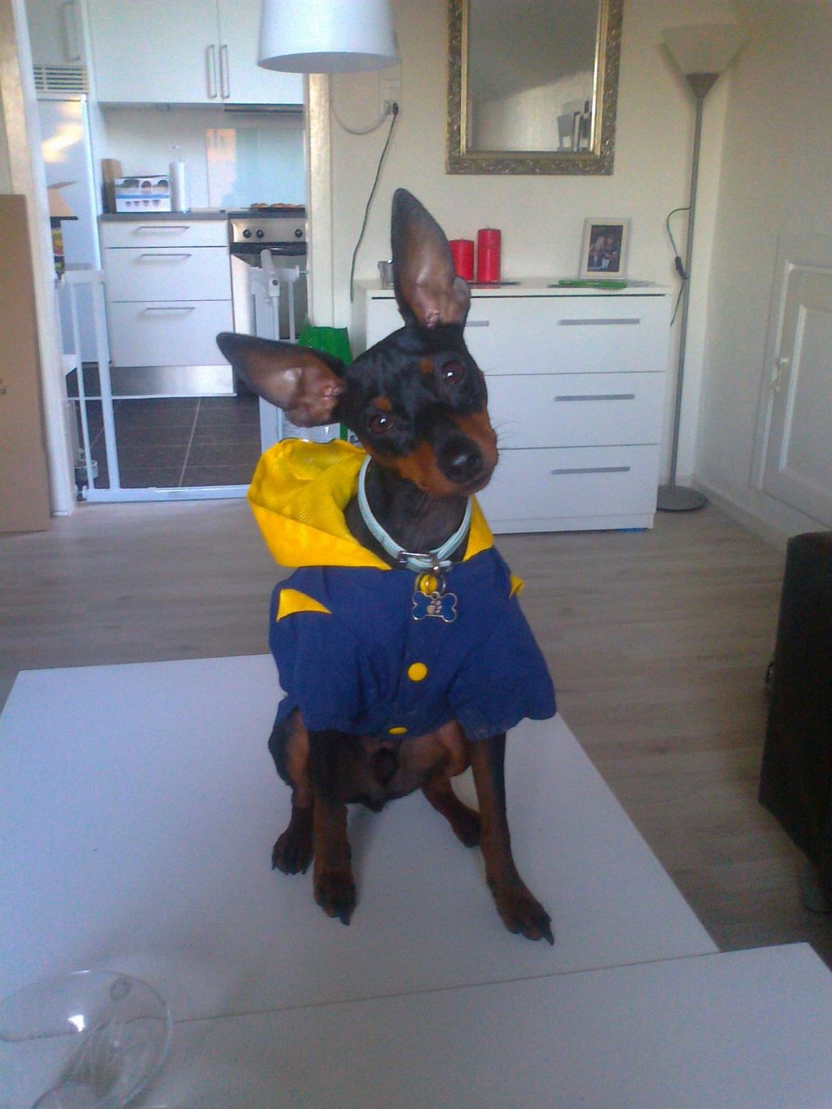 Dvaergpinscher Rødkildes Lucka billede 2