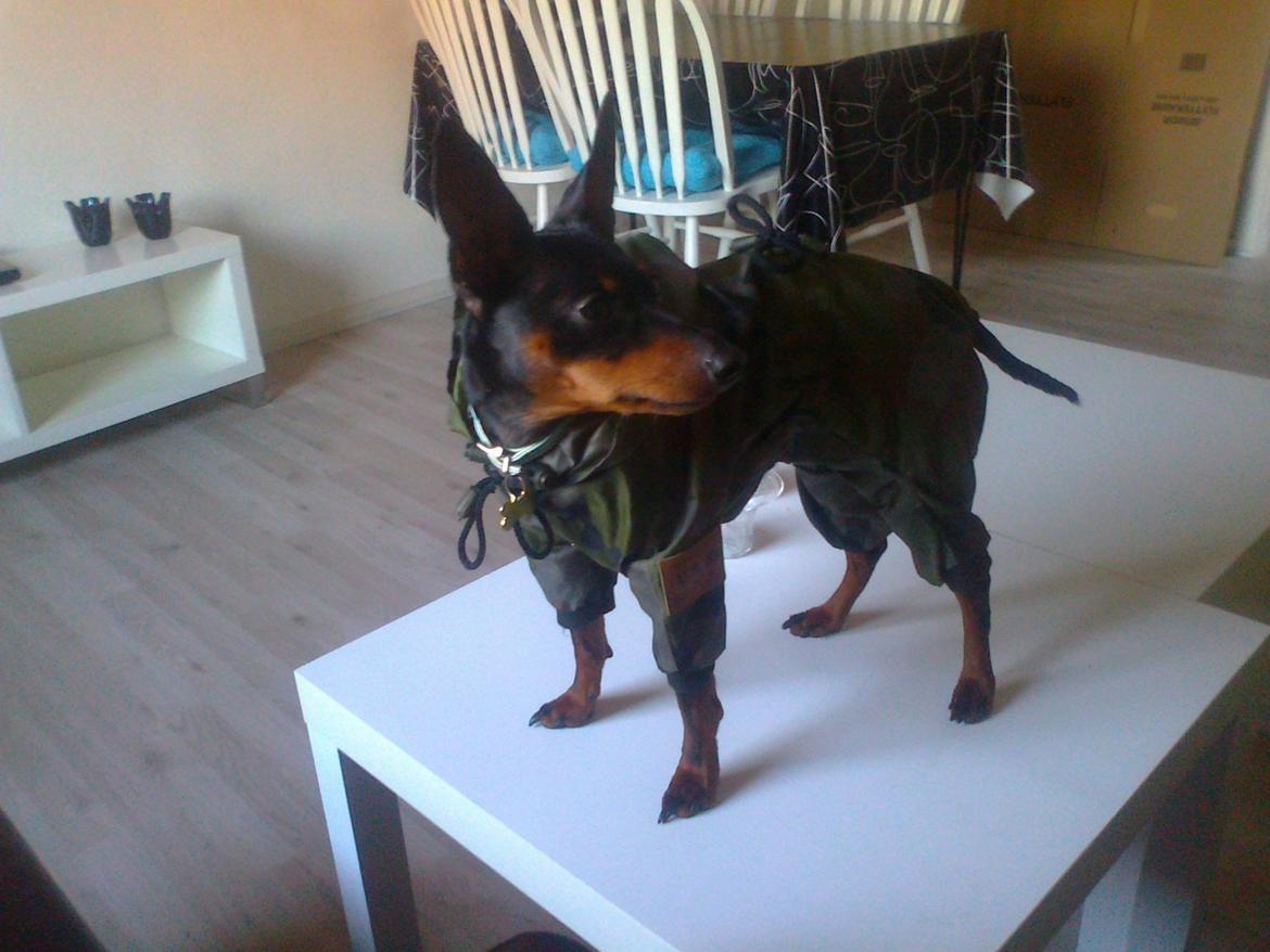 Dvaergpinscher Rødkildes Lucka billede 18