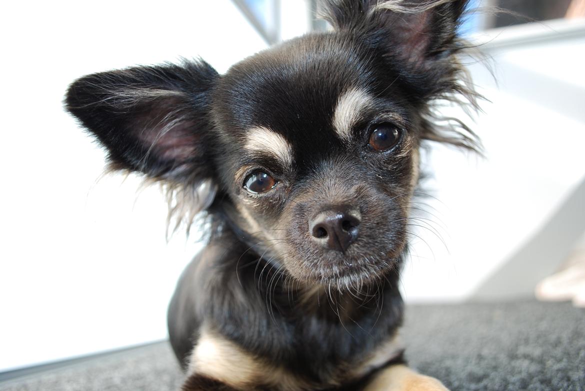 Chihuahua Aya billede 1