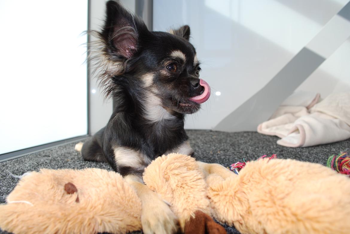 Chihuahua Aya - Mmhh har du noget lækkert til mig? billede 17
