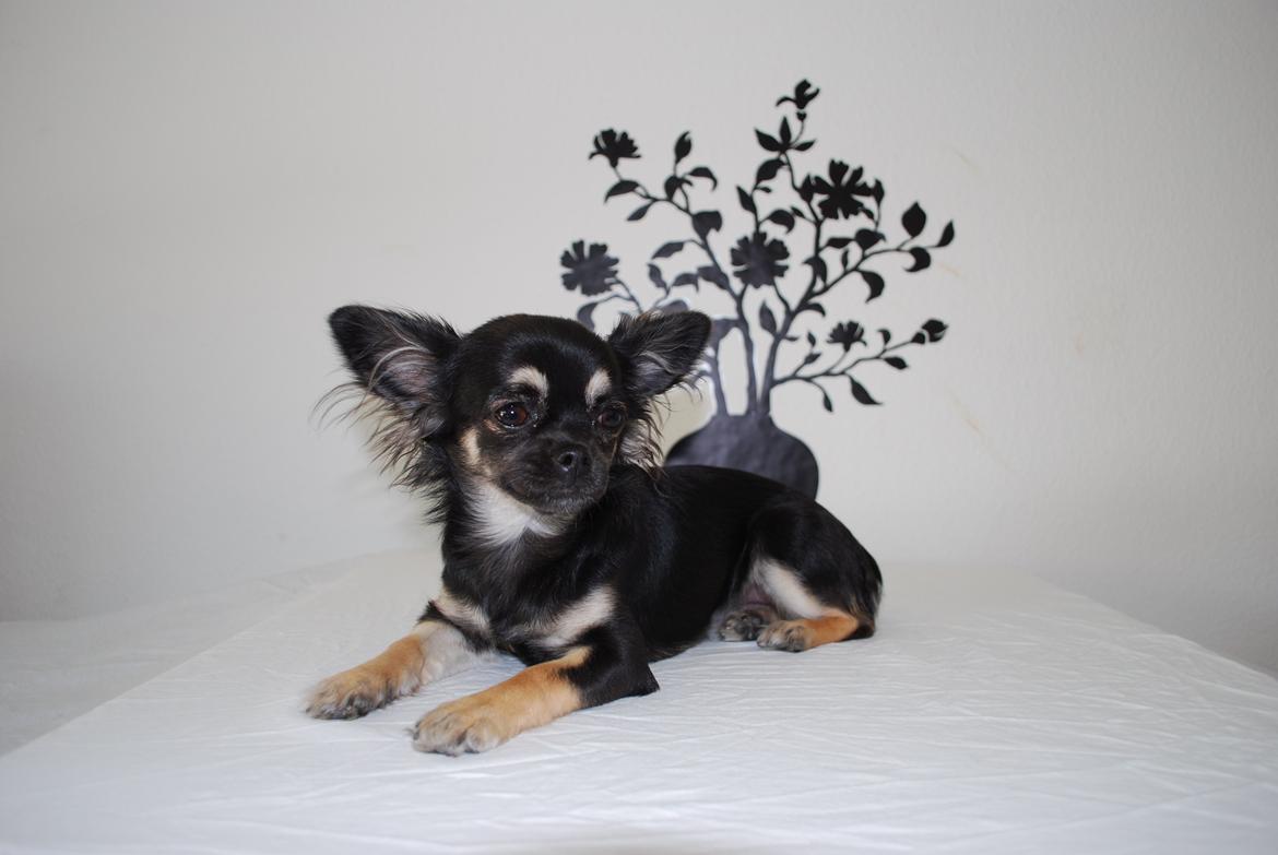 Chihuahua Aya billede 18