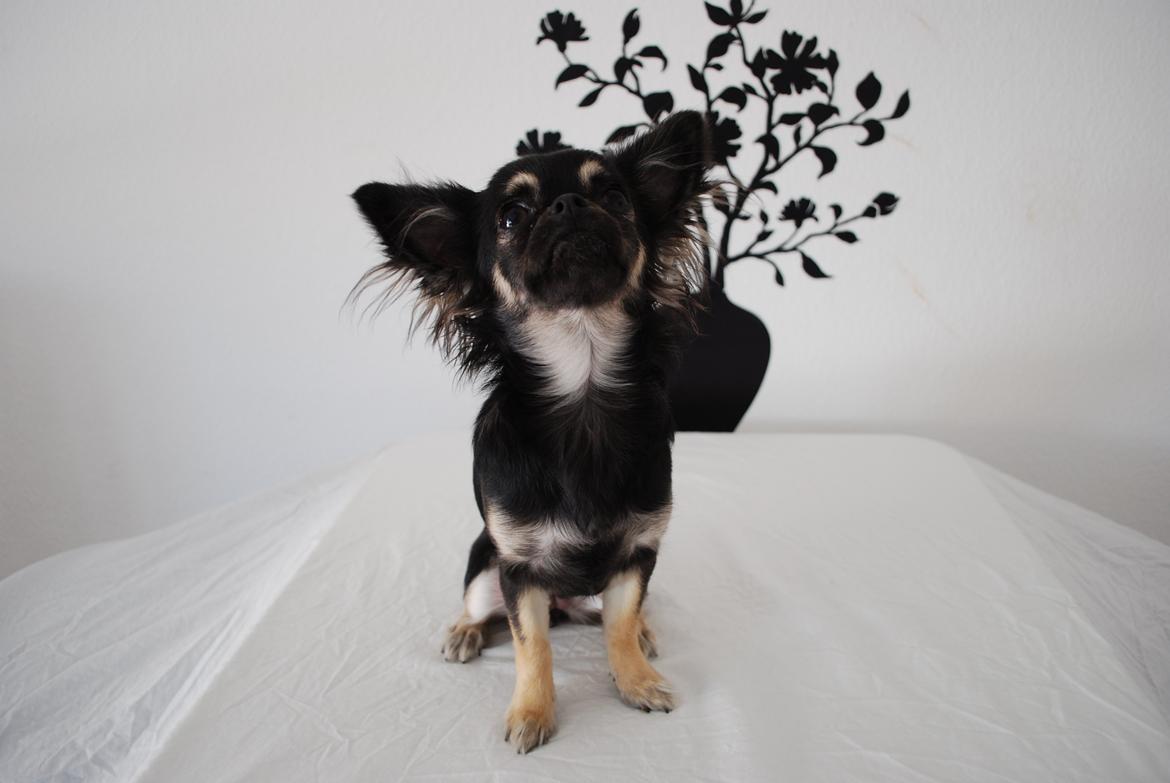 Chihuahua Aya billede 19