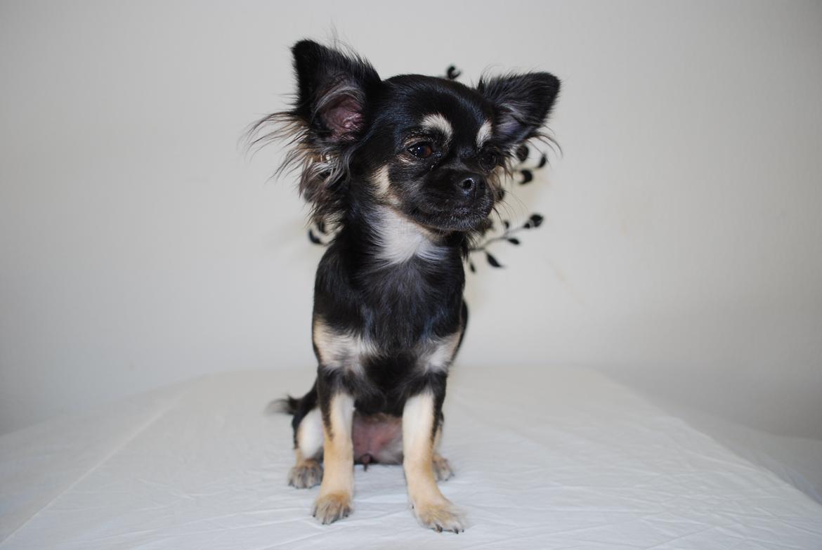 Chihuahua Aya - Er du ikke snart færdig med at tage billeder mor? Jeg er træt! billede 20