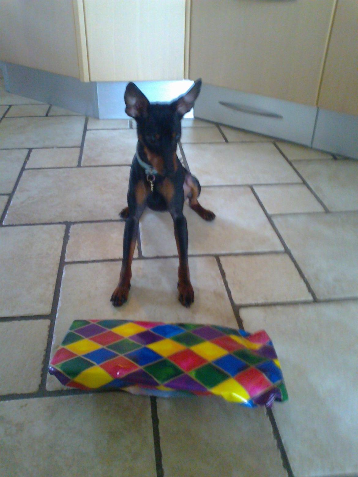 Dvaergpinscher Rødkildes Lucka - Lucka's 1 års fødselsdag ;D billede 3