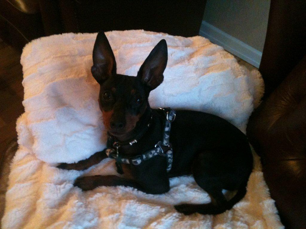 Dvaergpinscher Rødkildes Lucka billede 19