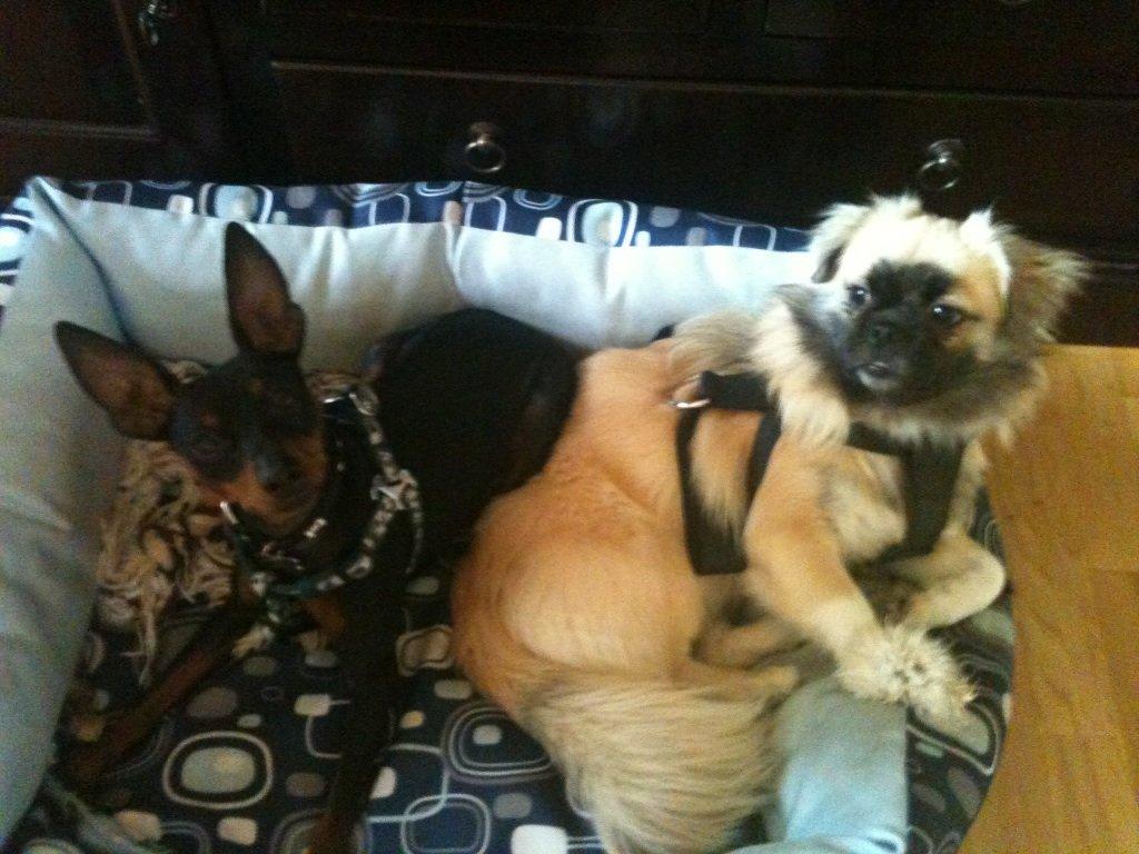 Dvaergpinscher Rødkildes Lucka billede 20