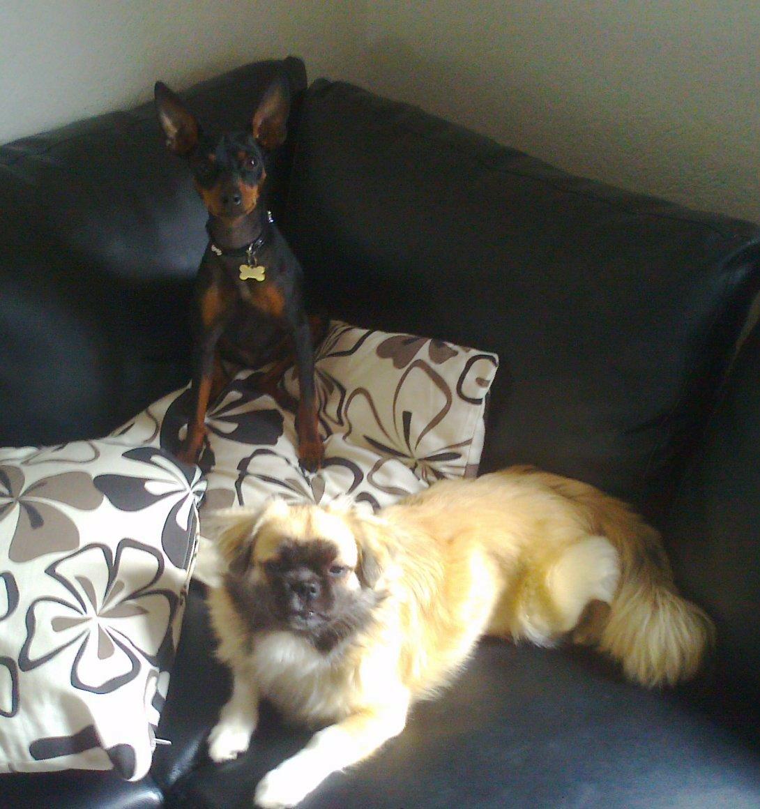 Tibetansk spaniel Our Passion Billie Jean billede 18