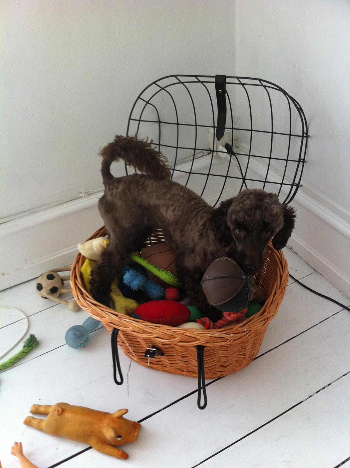 Dværgpuddel Pirrelige Phyt billede 14