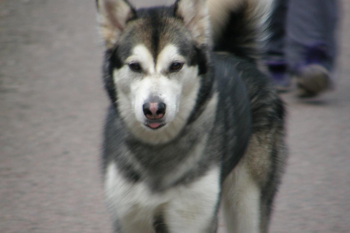 Siberian husky Shiba billede 12