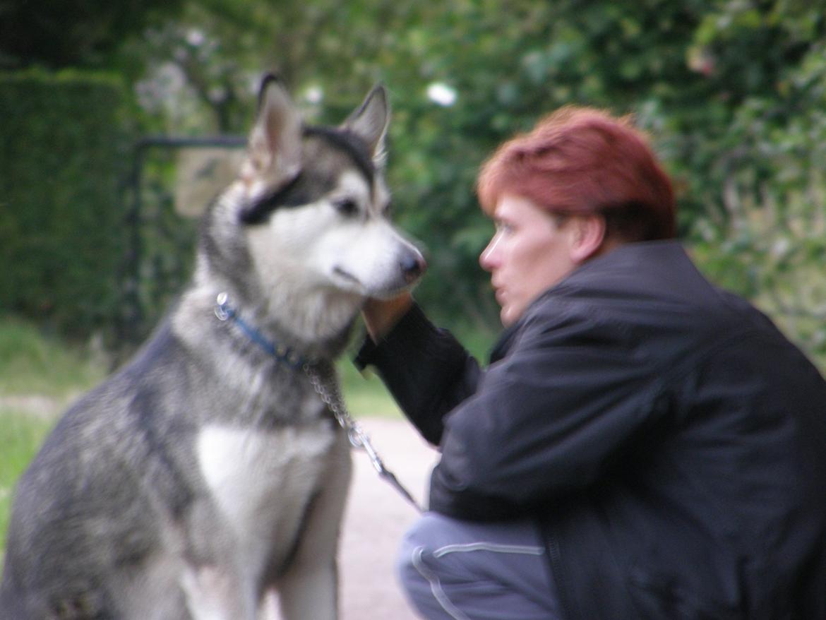 Siberian husky Shiba billede 13