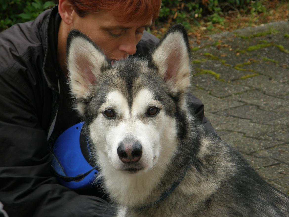 Siberian husky Shiba billede 14