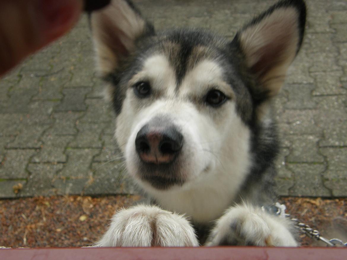 Siberian husky Shiba billede 1