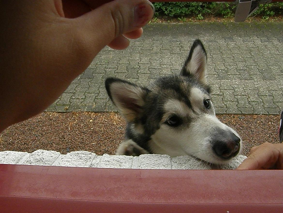 Siberian husky Shiba billede 15