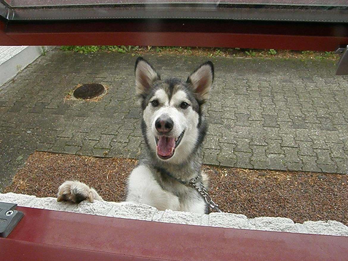 Siberian husky Shiba billede 16