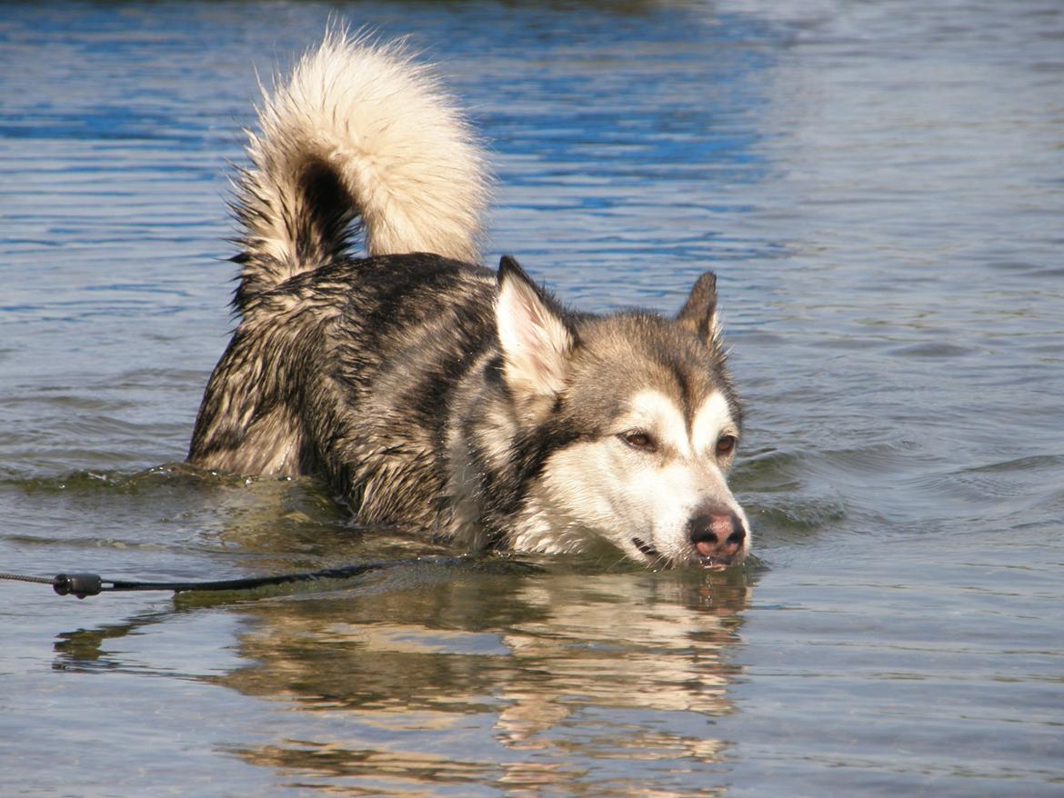 Siberian husky Shiba billede 17