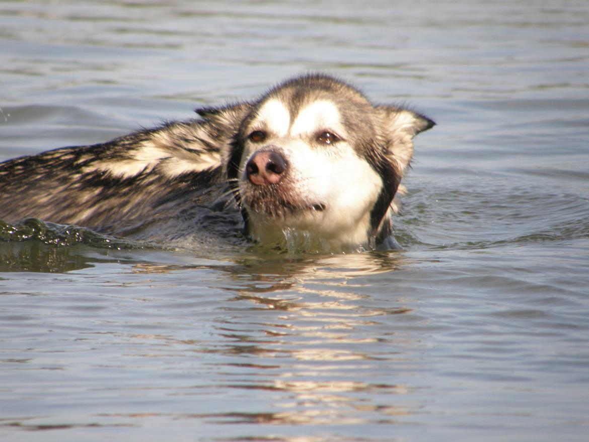 Siberian husky Shiba billede 18