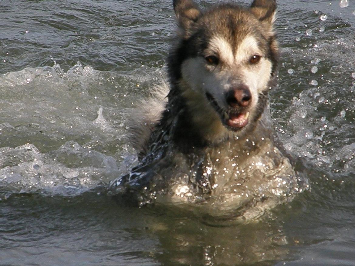 Siberian husky Shiba billede 19