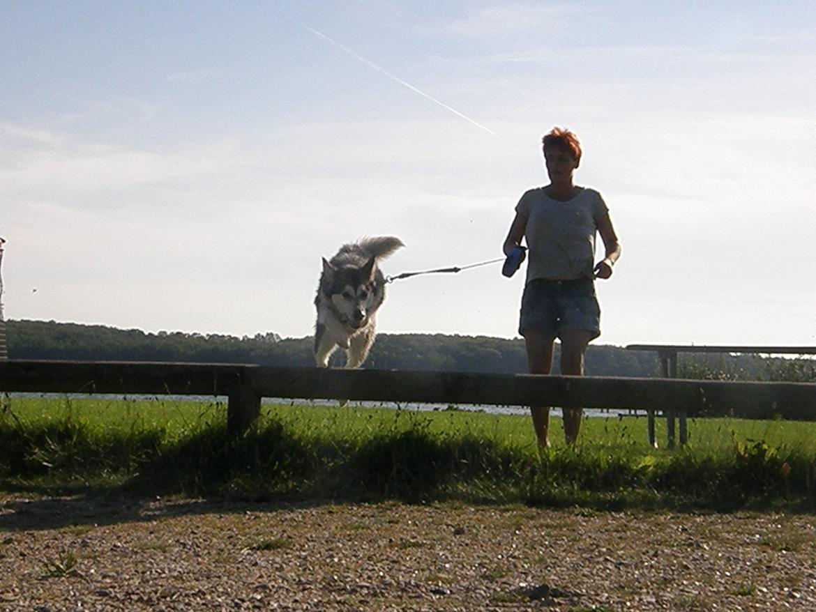 Siberian husky Shiba billede 20