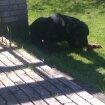 Rottweiler Aslan (Kiks) billede 11