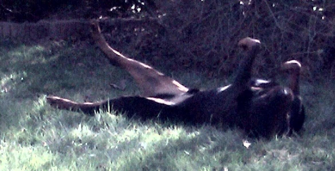 Rottweiler Aslan (Kiks) billede 15