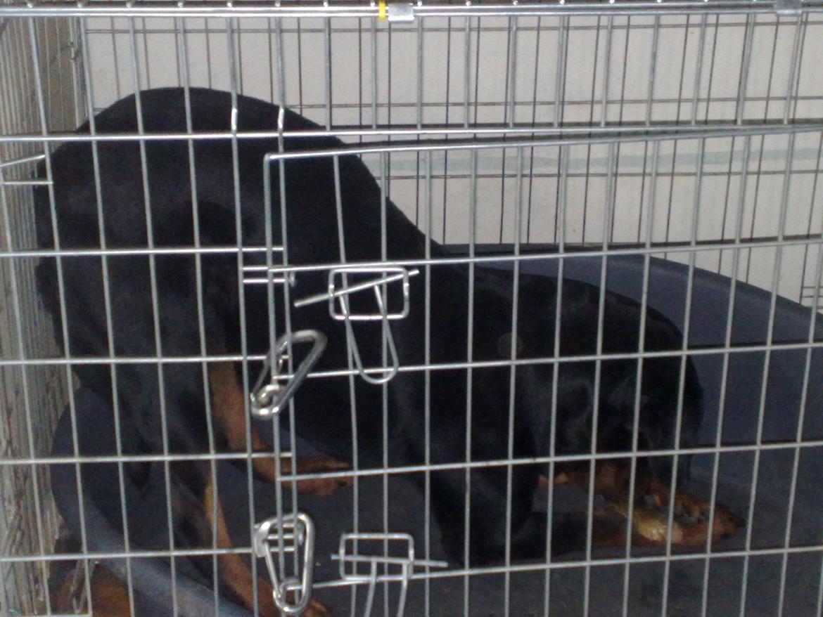 Rottweiler Aslan (Kiks) billede 16