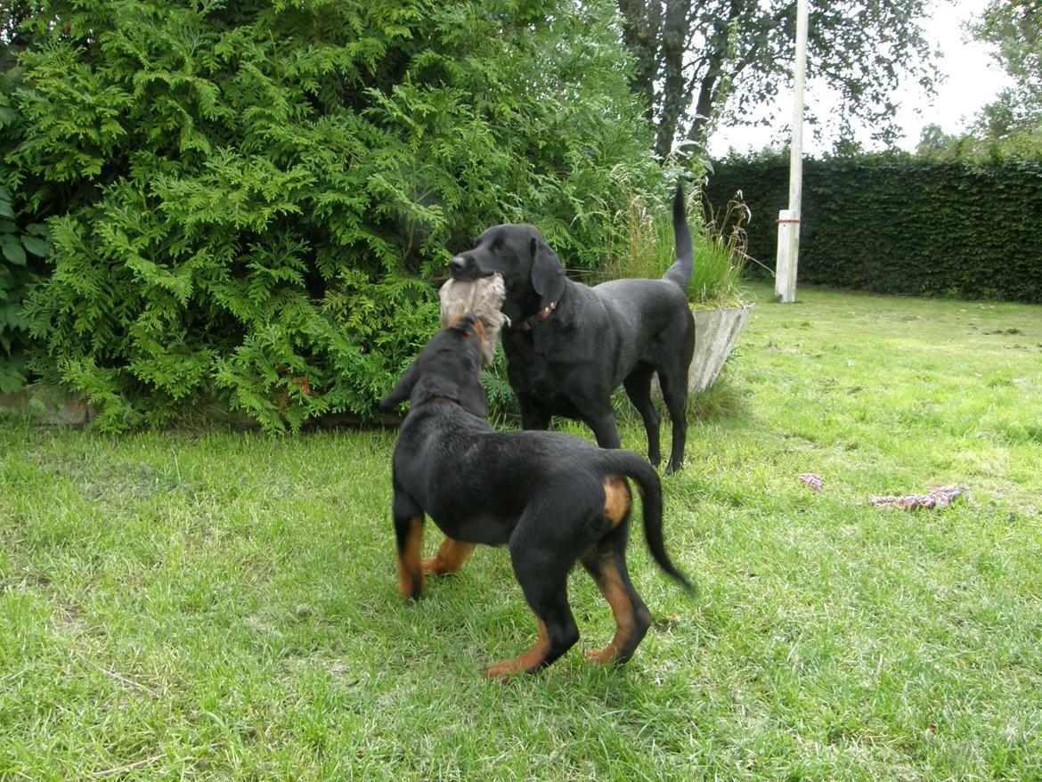 Rottweiler Aslan (Kiks) billede 17