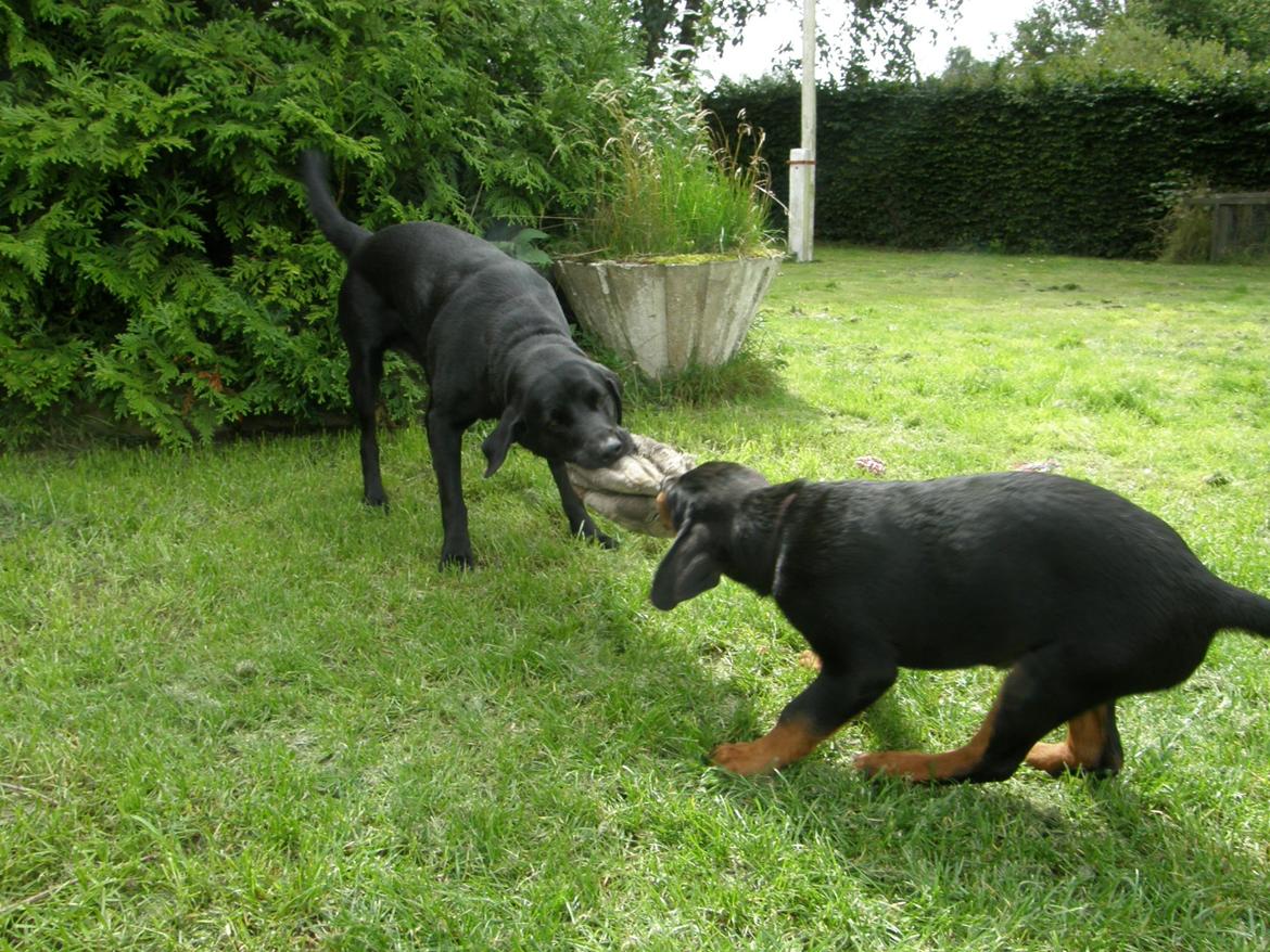Rottweiler Aslan (Kiks) billede 18