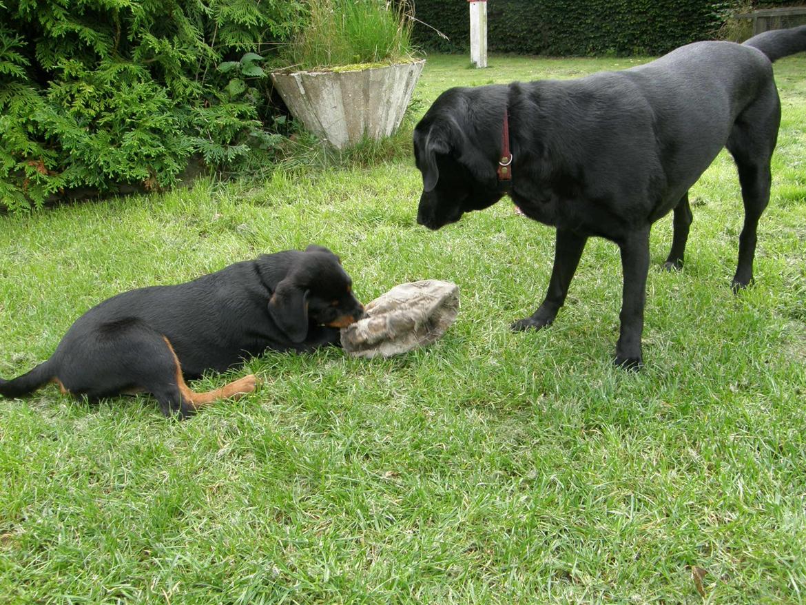 Rottweiler Aslan (Kiks) billede 19