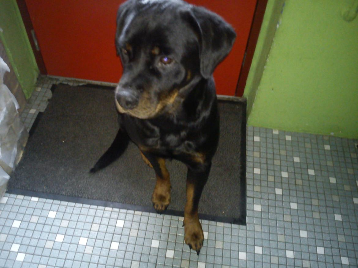 Rottweiler Aslan (Kiks) billede 20