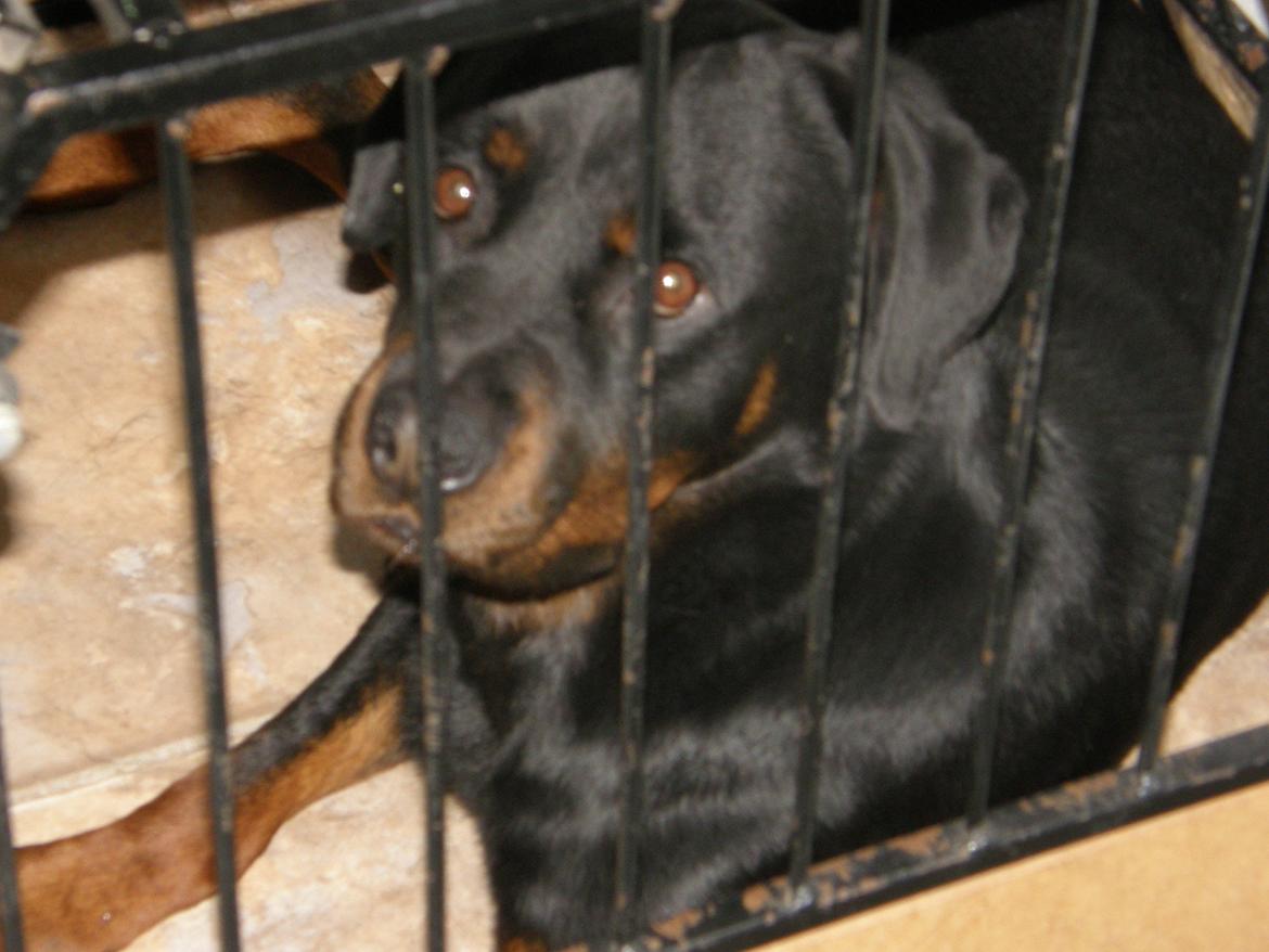 Rottweiler Aslan (Kiks) billede 1