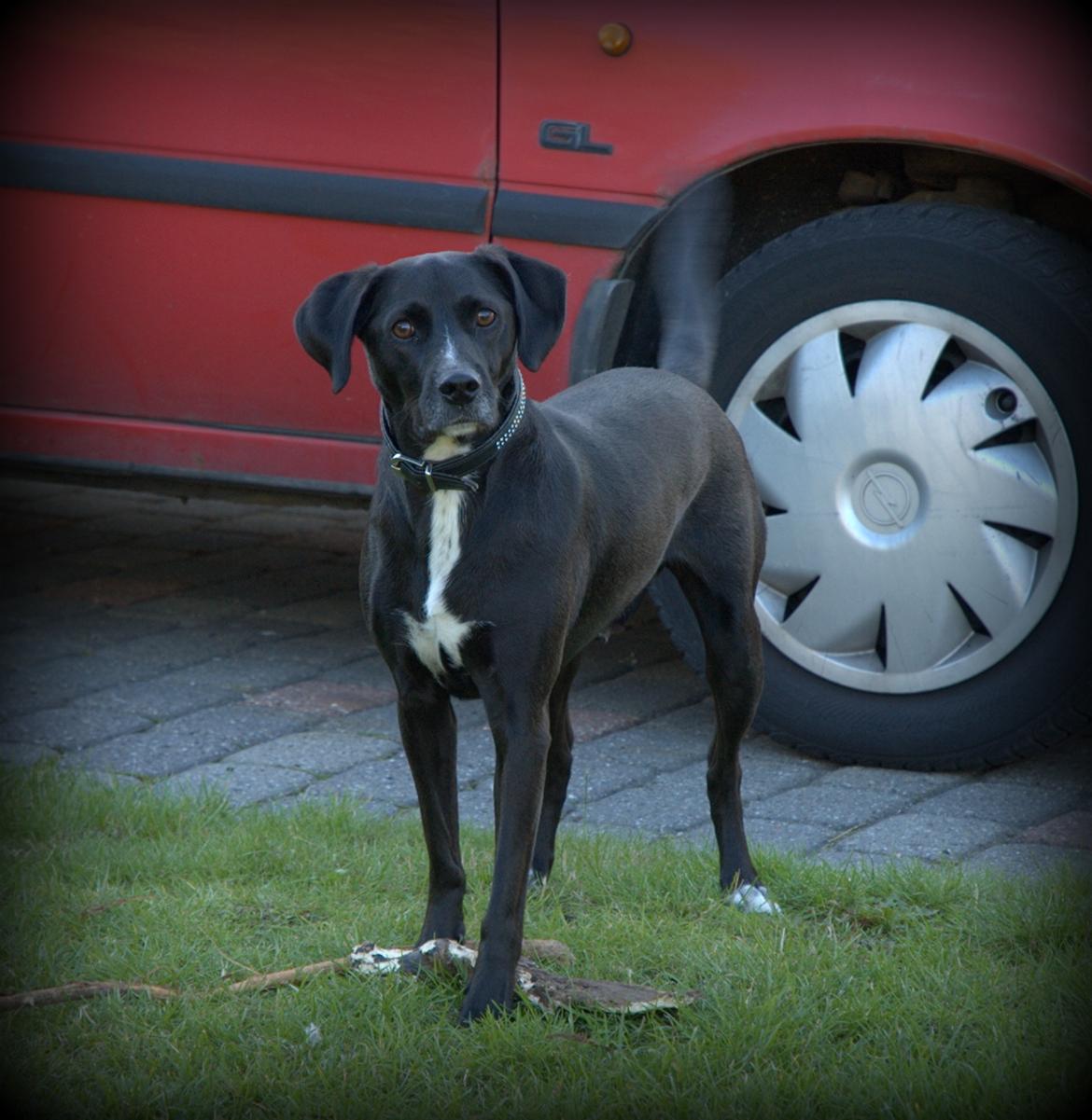 Blanding af racer Lucas - Skal vi lege? billede 12