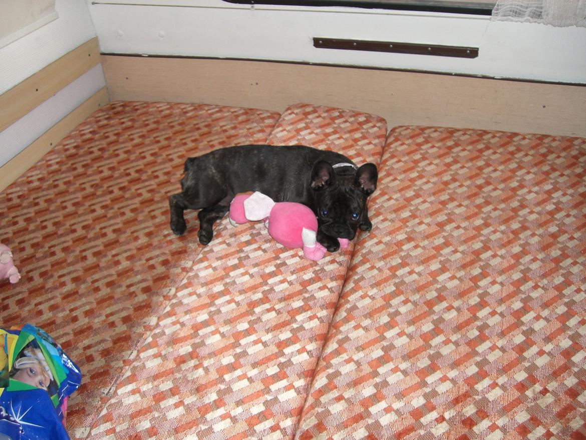 Fransk bulldog Frida - 4 måneder gammel billede 8