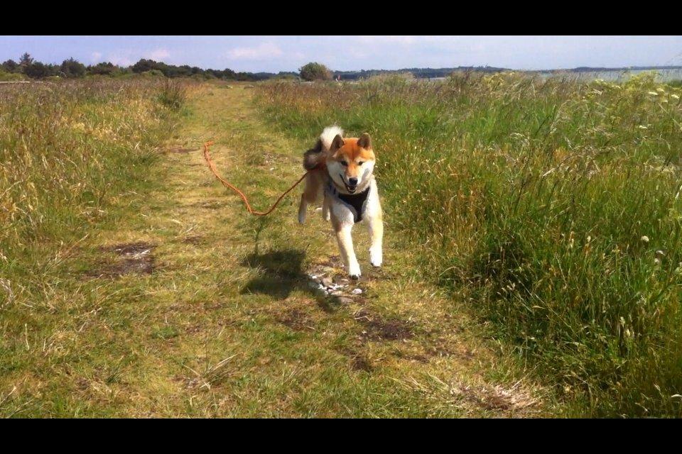 Shiba Aikou - Flyvende hund, 6 mdr gammel billede 14