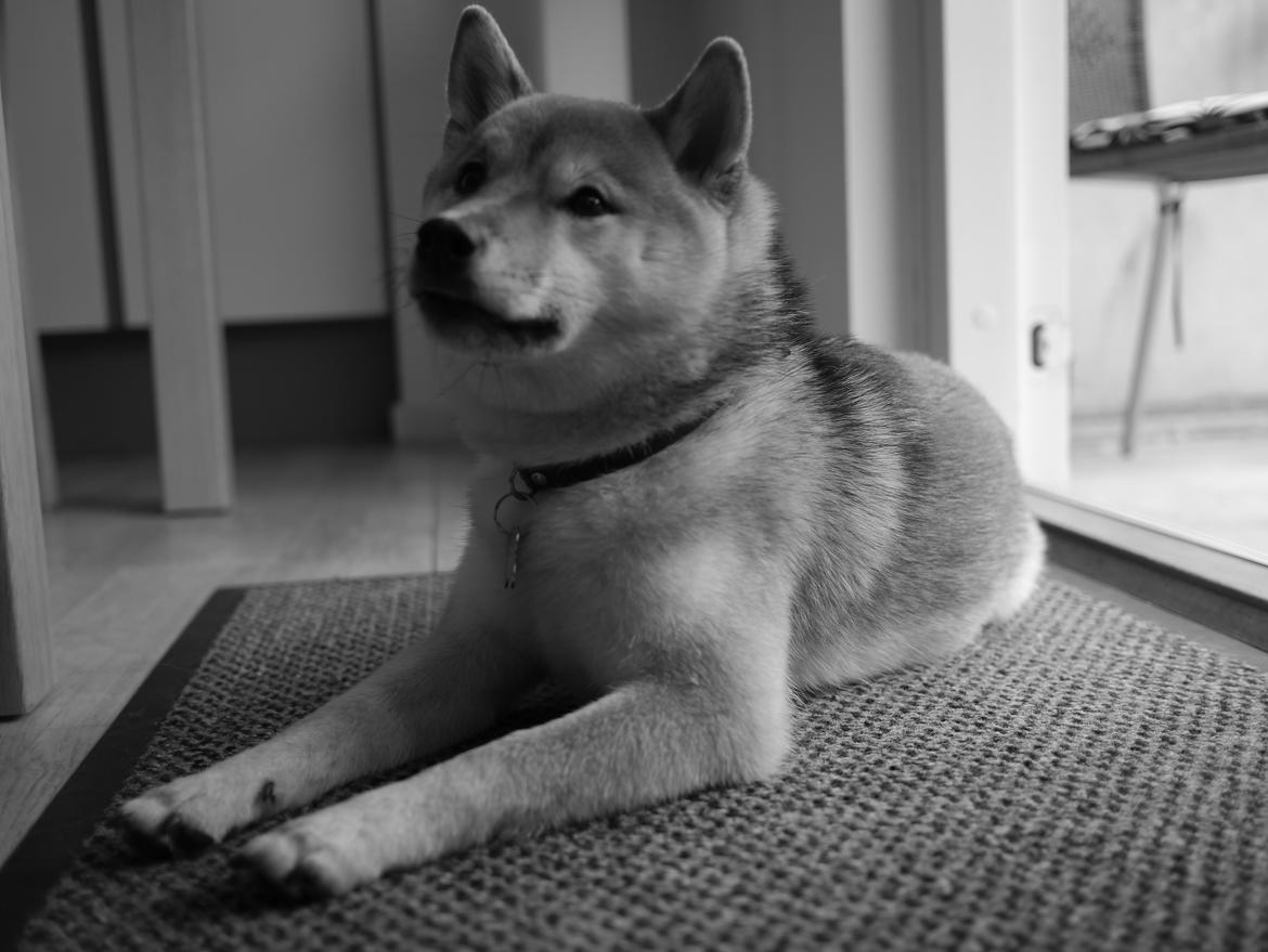 Shiba Aikou - 8 mdr gammel billede 15