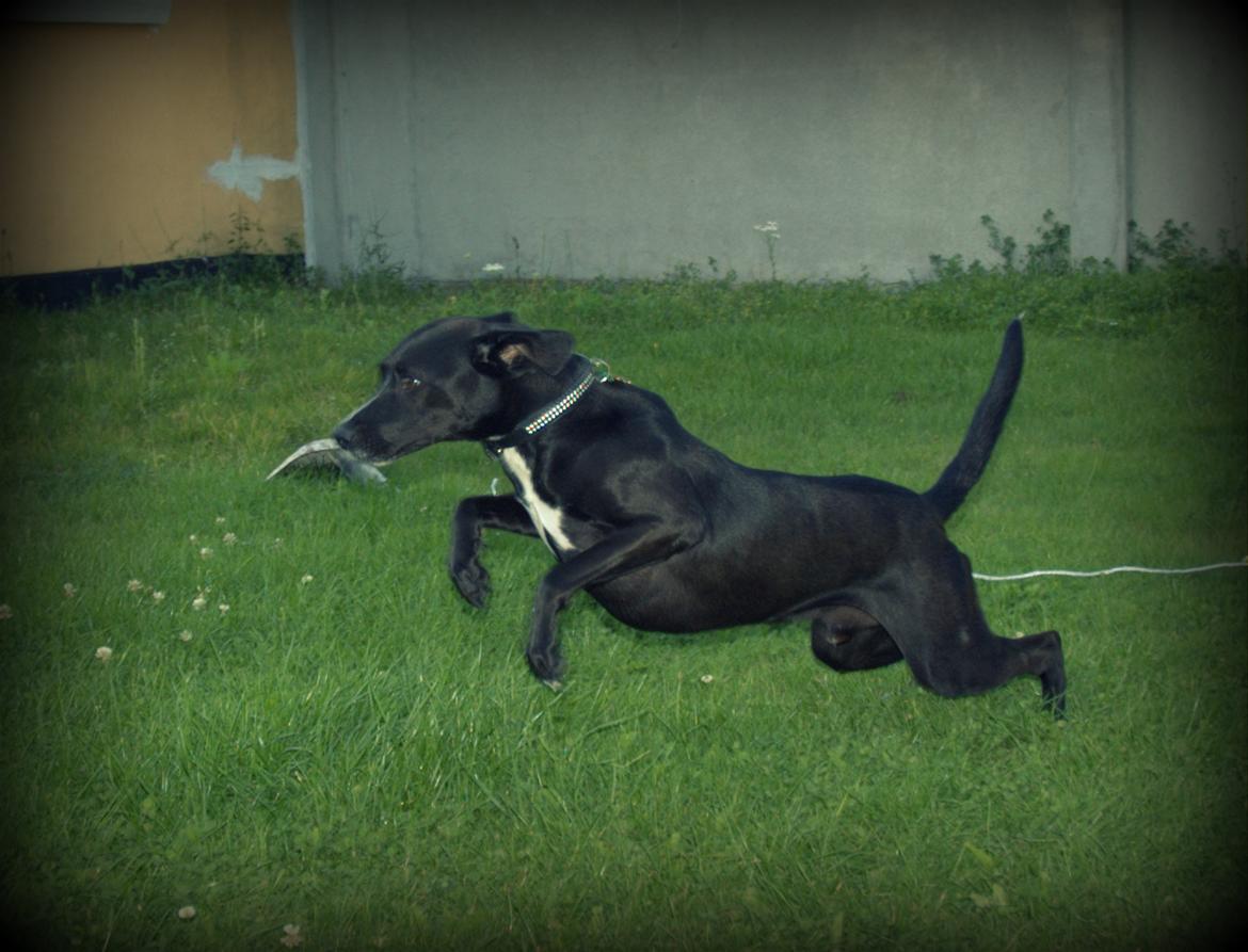 Blanding af racer Lucas - Boooing! billede 13