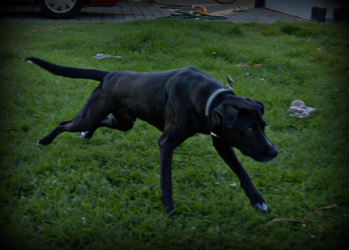 Blanding af racer Lucas - Afsed! billede 14